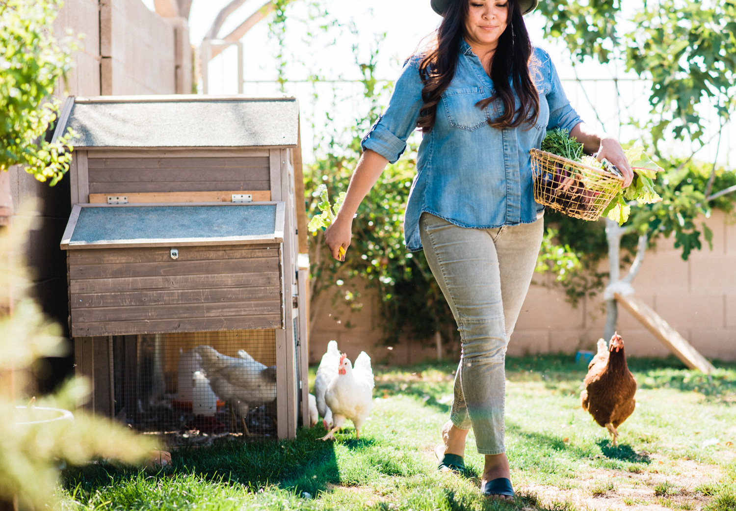 raising backyard chickens, laying hens